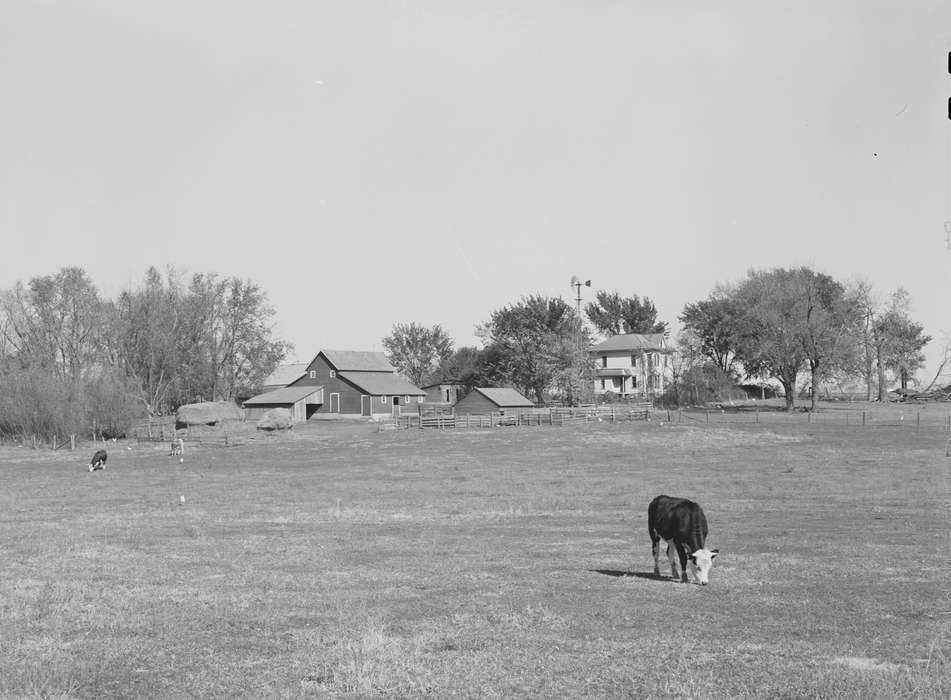 Landscapes, farmhouse, hay mound, pasture, Library of Congress, cow, Iowa History, Barns, barnyard, tree, history of Iowa, Farms, cattle, Animals, Iowa, Homes, shed, windmill