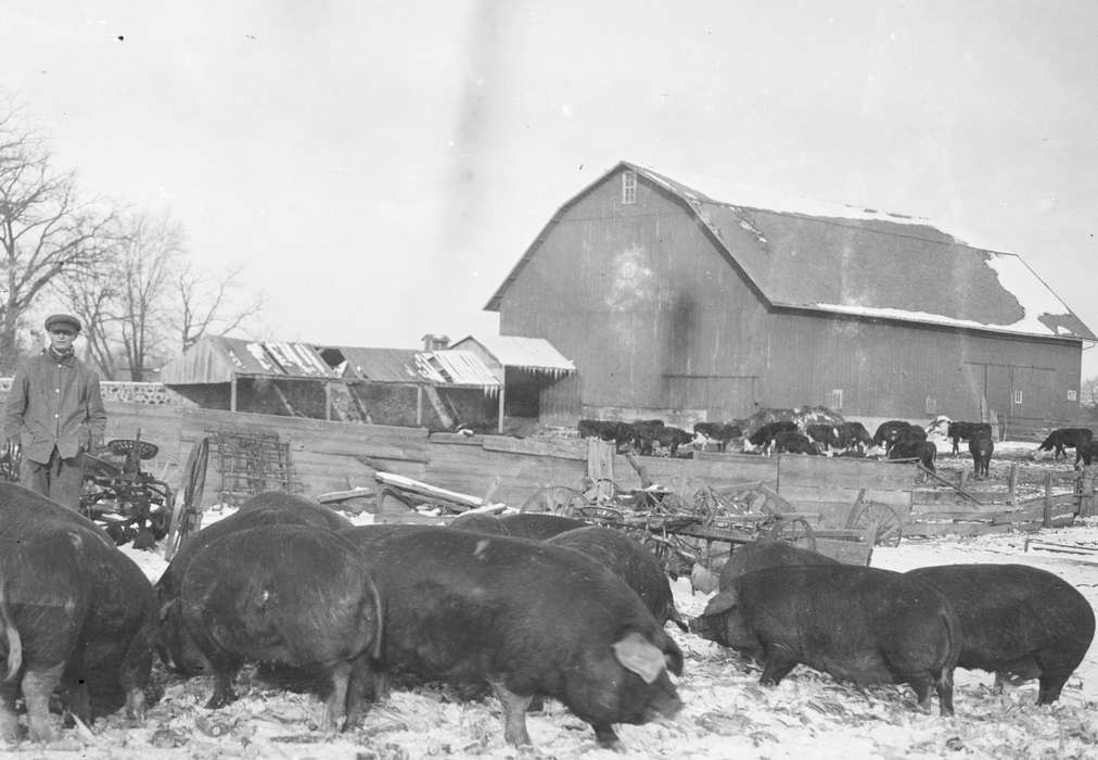 hog, Farming Equipment, Animals, Oelwein, IA, Iowa, history of Iowa, Portraits - Individual, pig, Farms, Kringlen, Linda, Iowa History, Barns