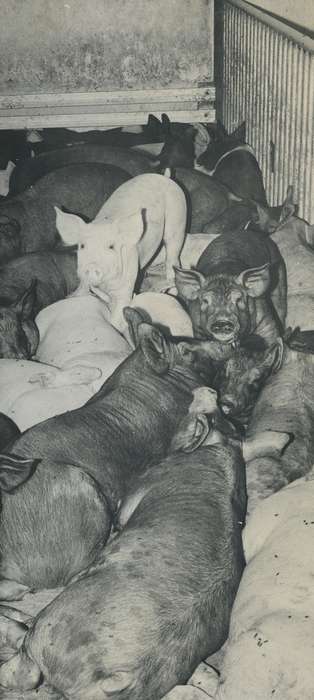 Waverly Public Library, Animals, Iowa History, history of Iowa, IA, pig, pig pen, Iowa