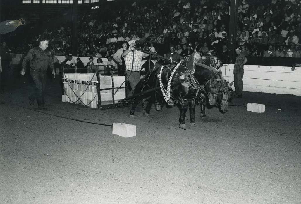 man, cattle congress, audience, IA, historic, Animals, crowd, United States, Waterloo, horses, national cattle congress, history, Photos, Black Hawk, ia, Fairs and Festivals, Grout Museum of History and Science, Iowa