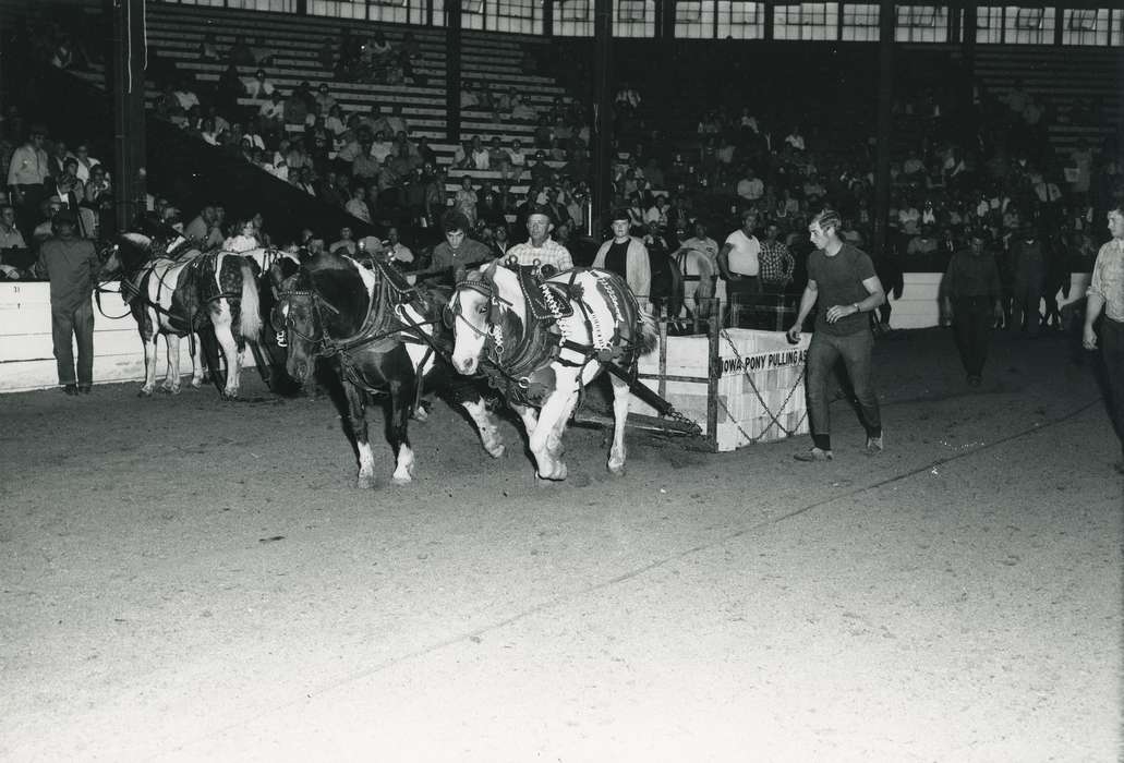 history, man, Photos, cattle congress, Black Hawk, audience, IA, ia, Animals, Fairs and Festivals, historic, United States, Grout Museum of History and Science, Waterloo, Iowa, horses, national cattle congress