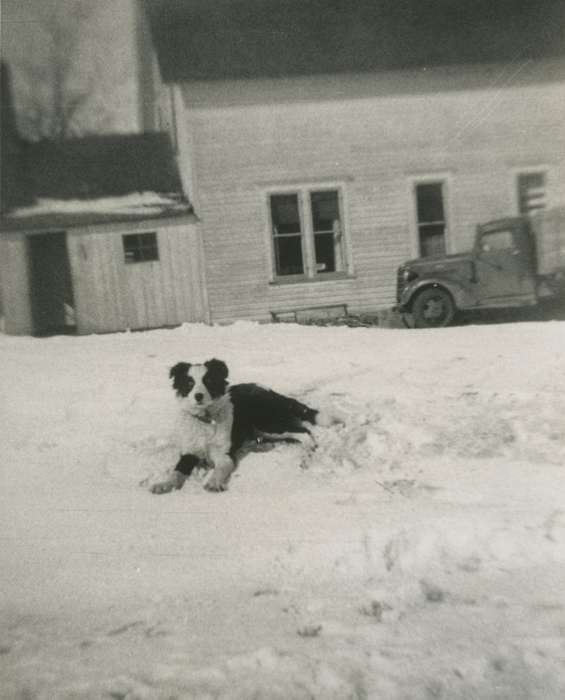 truck, history of Iowa, snow, border collie, Griesert, Lori, dog, Farms, IA, Animals, Iowa, Iowa History, Barns, Winter