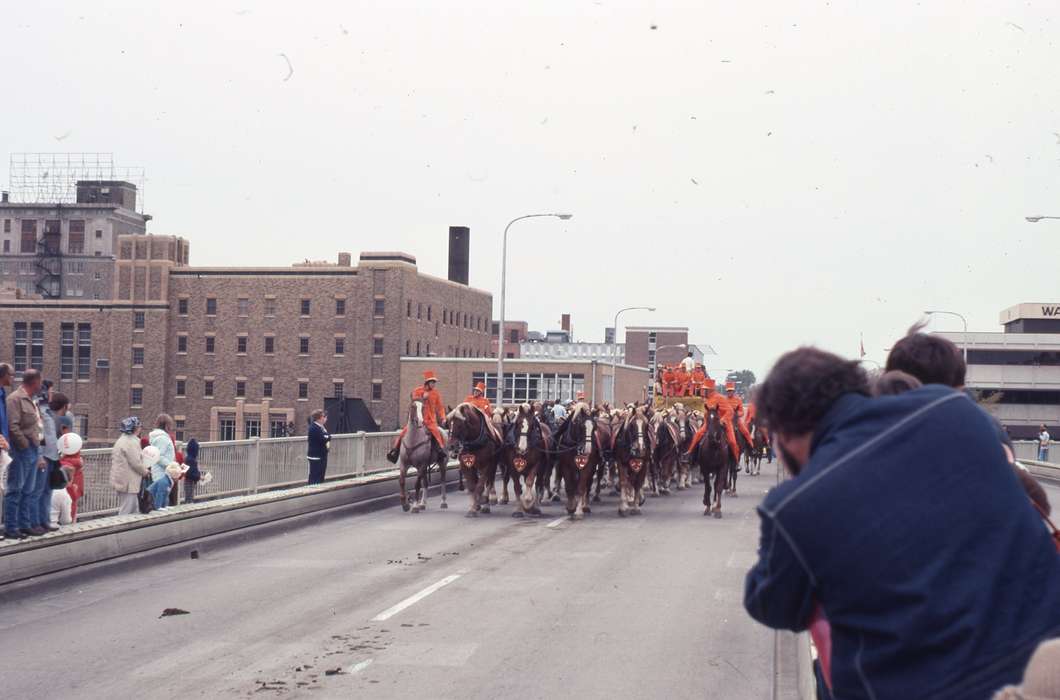 Animals, Waterloo, IA, Iowa History, bridge, history of Iowa, Zischke, Ward, Main Streets & Town Squares, horse, parade, Iowa