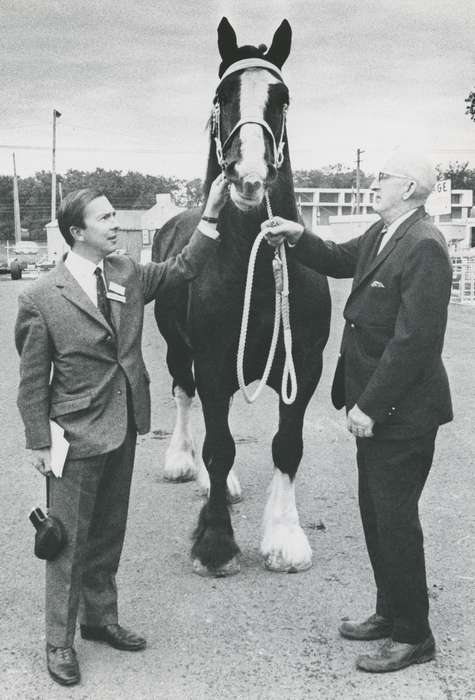 history, horse, Photos, cattle congress, Black Hawk, IA, ia, Animals, historic, Portraits - Group, United States, Grout Museum of History and Science, Waterloo, Iowa, national cattle congress