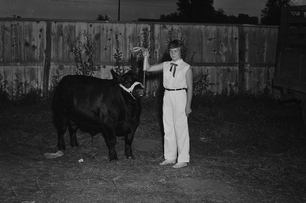 Iowa, wooden fence, harness, IA, United States, Photos, historic, Coon Rapids, Fairs and Festivals, history, girl, Animals, ia, Coon Rapids Enterprise, cow