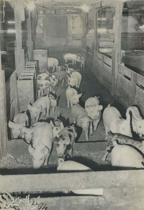 Waverly Public Library, pig, Iowa, Barns, Iowa History, history of Iowa, Animals, IA