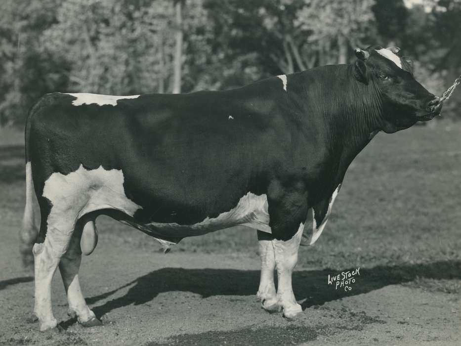 history, Photos, cattle congress, Black Hawk, IA, ia, Animals, historic, holstein bull, bull, United States, Grout Museum of History and Science, Waterloo, Iowa, national cattle congress