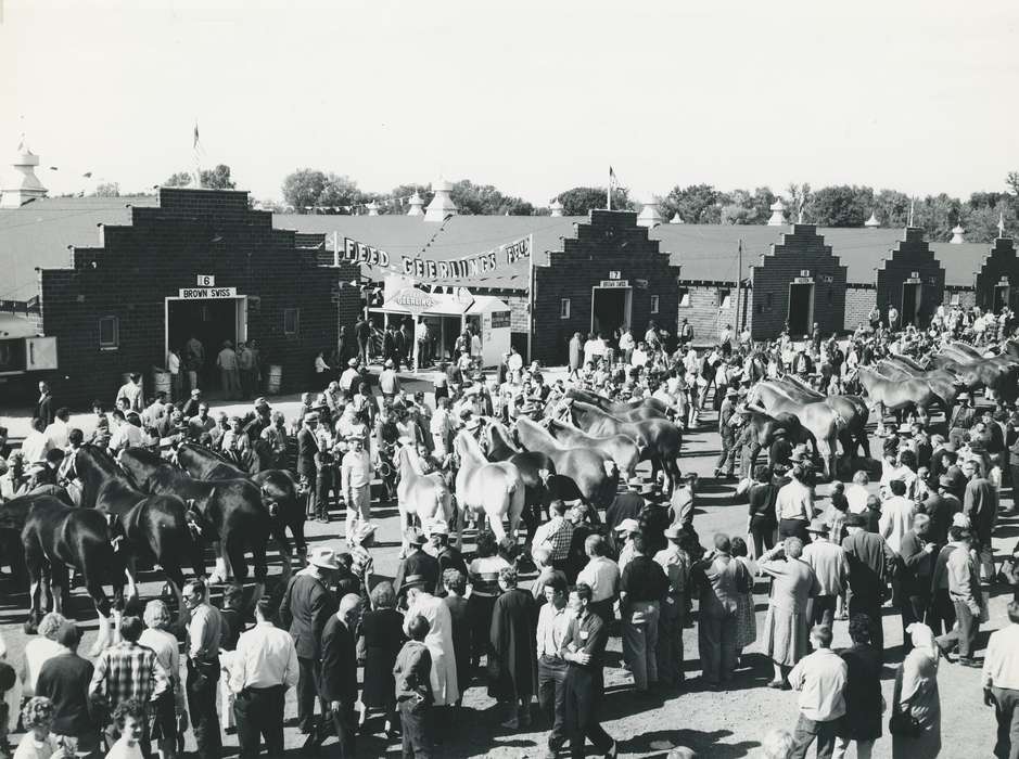 Black Hawk, cattle congress, IA, Photos, Waterloo, ia, national cattle congress, United States, Animals, Aerial Shots, history, Iowa, horse, clydesdale, Grout Museum of History and Science, historic, Fairs and Festivals