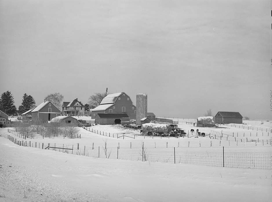 cows, woven wire fence, snow, Barns, farmhouse, Winter, Homes, barnyard, Farms, homestead, history of Iowa, Motorized Vehicles, trees, red barn, Iowa History, hay mound, sheds, barbed wire fence, truck, Iowa, Library of Congress, silo, Animals