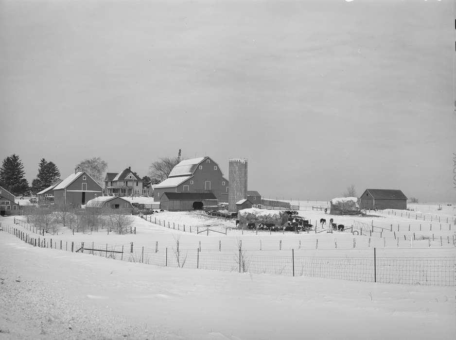 truck, hay mound, homestead, Motorized Vehicles, silo, woven wire fence, barbed wire fence, trees, Winter, Homes, Iowa, shed, Landscapes, farmhouse, Library of Congress, Iowa History, Barns, barnyard, history of Iowa, Farms, snow, Animals, cow