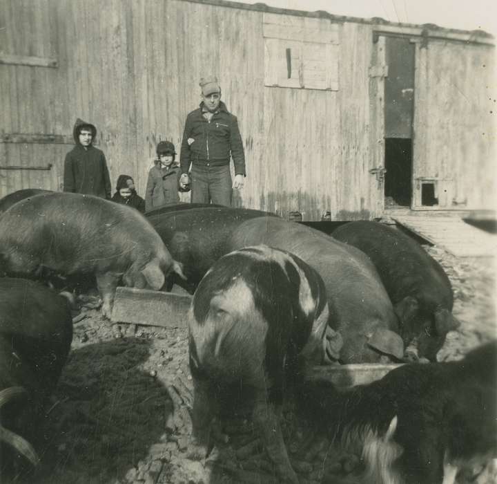 Iowa, Animals, Families, Sherrill, IA, history of Iowa, Farms, Fredericks, Robert, hogs, Iowa History, Portraits - Group, pigs, Children, Barns