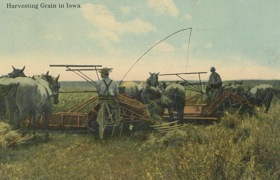 Farms, horse drawn, Animals, horses, Waverly, IA, harvesting, Iowa History, history of Iowa, Labor and Occupations, wheat, Meyer, Sarah, Farming Equipment, Iowa