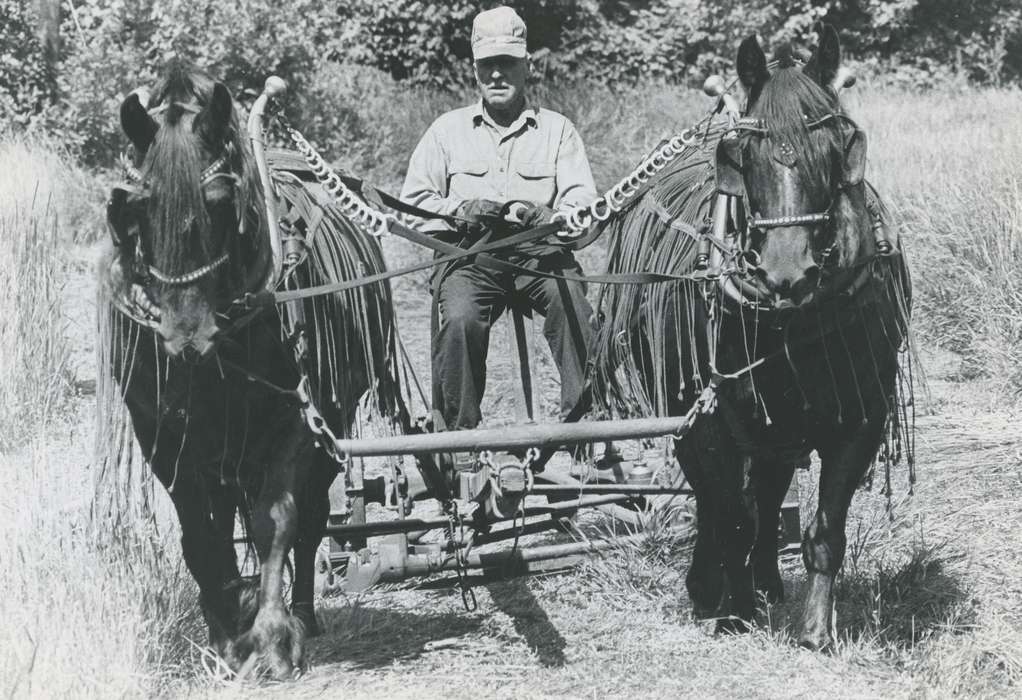 history, Photos, cattle congress, Black Hawk, IA, ia, Animals, historic, United States, Grout Museum of History and Science, Waterloo, Iowa, horses, national cattle congress