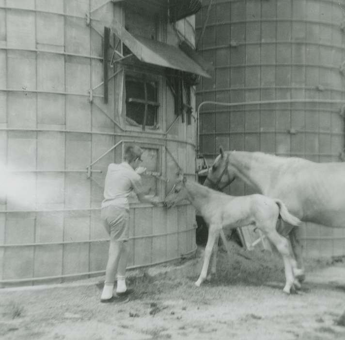 Berger, Cathy, foal, Animals, history of Iowa, Iowa, Iowa History, Marcus, IA, horse, Farms