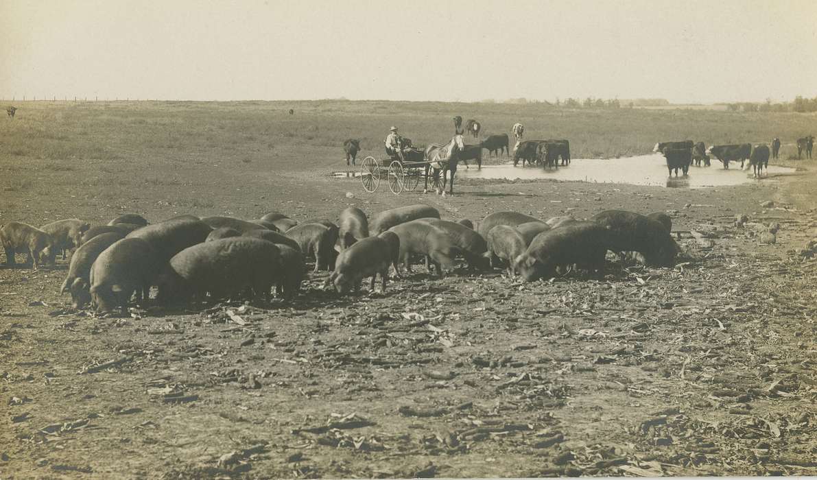 pigs, Iowa History, Grandview, IA, Iowa, cow, Dean, Shirley, horse and buggy, Farms, history of Iowa, Animals