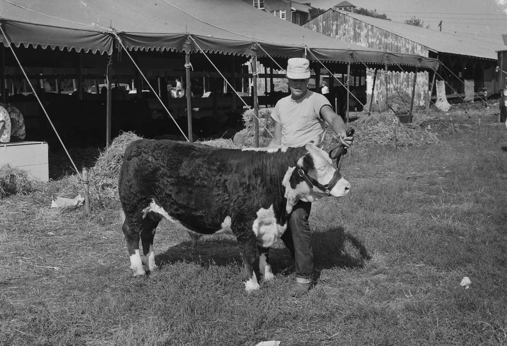 Iowa, harness, IA, United States, stables, Photos, historic, Coon Rapids, Fairs and Festivals, Farms, history, Animals, tents, Coon Rapids Enterprise, cow, ia, young man