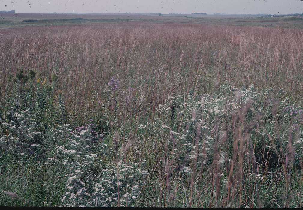 Zischke, Ward, fields, Landscapes, Iowa History, Iowa, grass, history of Iowa, IA