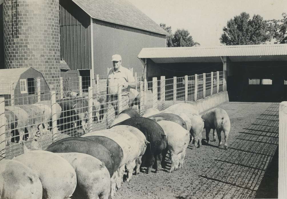 Farms, Iowa, IA, Portraits - Individual, history of Iowa, Waverly Public Library, Iowa History, Animals, pig pen, people, pig
