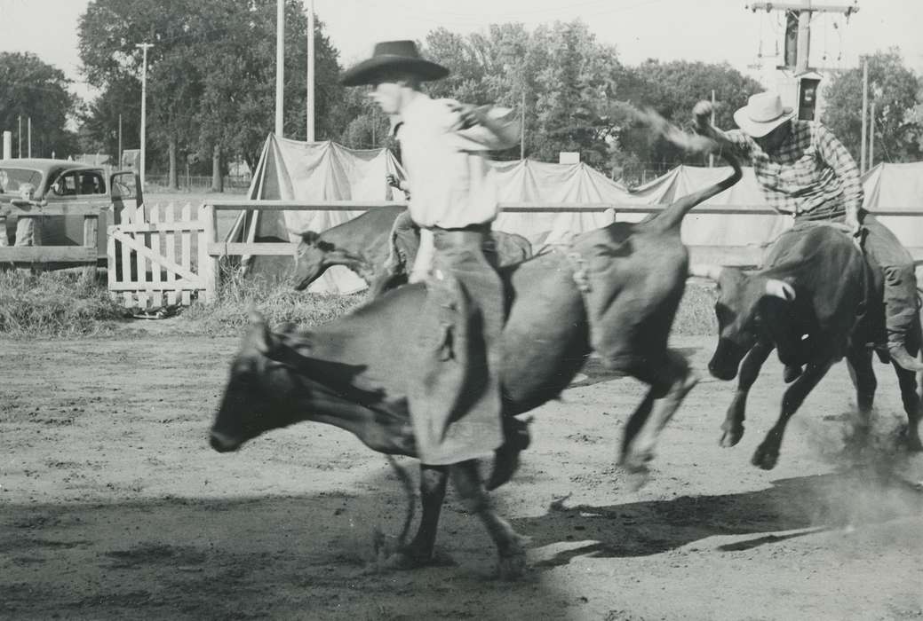 Iowa History, Waverly, IA, steers, cowboy hat, Outdoor Recreation, Animals, Iowa, Waverly Public Library, history of Iowa