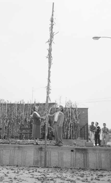 Iowa, Fairs and Festivals, United States, historic, history, corn, contest, Photos, IA, Washington, Washington Evening Journal, ia, harvesting