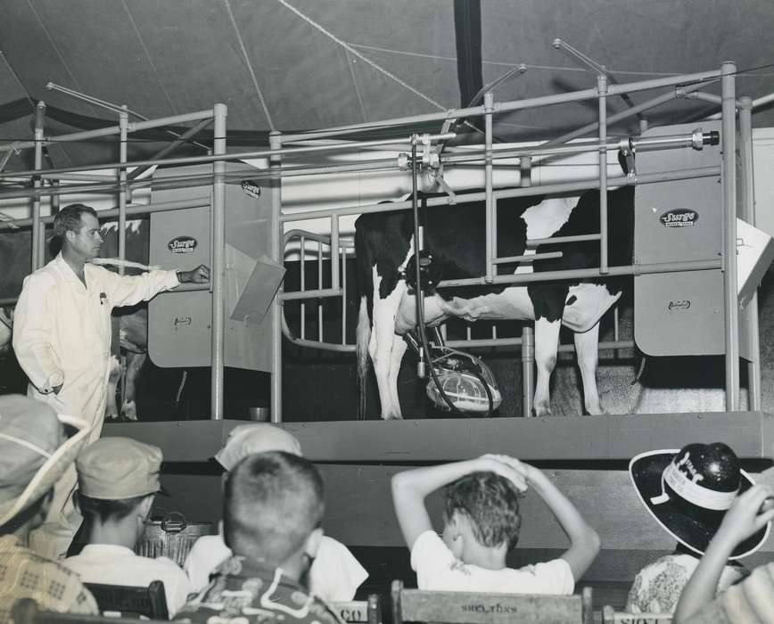 cow, Children, Photos, cowboy hat, historic, Waterloo, United States, Grout Museum of History and Science, Iowa, demonstration, Portraits - Individual, audience, coveralls, Black Hawk, milking machine, Fairs and Festivals, ia, cattle congress, national cattle congress, history, dairy industry, presentation, IA, Animals, man