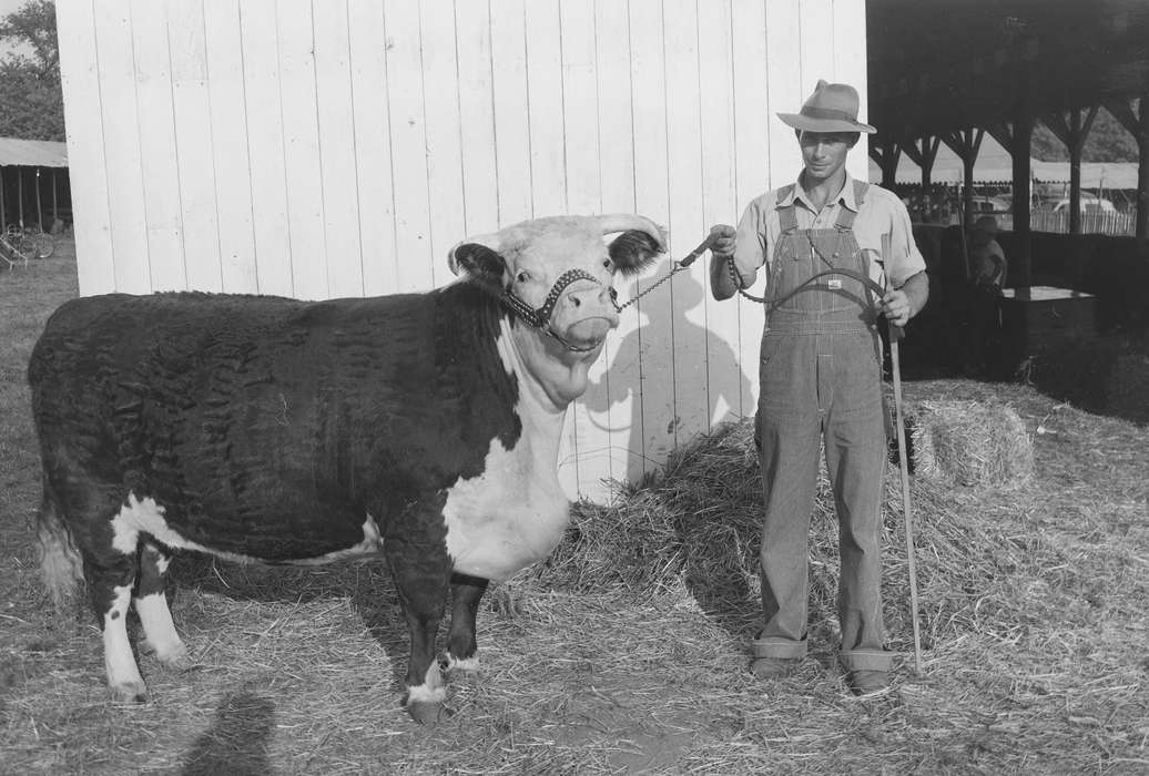 Portraits - Individual, United States, history, ia, farmer, bull, Photos, Coon Rapids Enterprise, Animals, historic, Iowa, IA, Coon Rapids