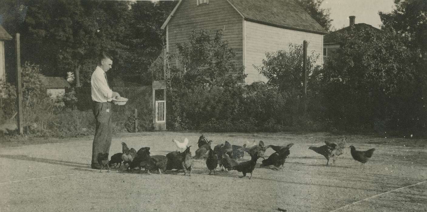 chicken, Animals, bird, chickens, Iowa, McMurray, Doug, Iowa History, history of Iowa, Webster City, IA