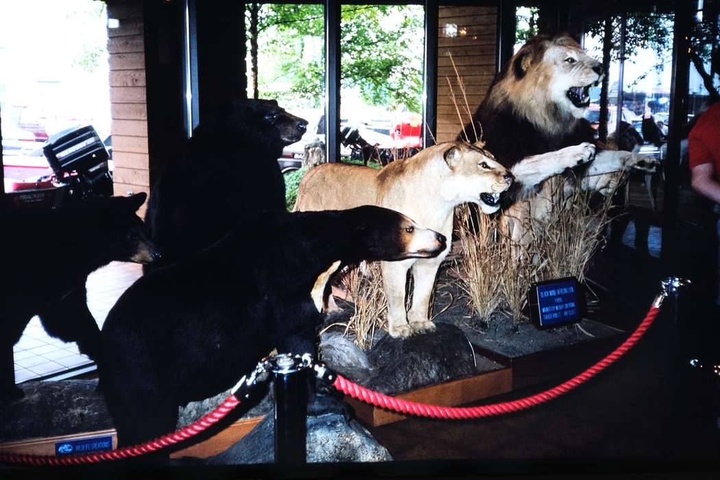 lion, ia, Iowa, display, shadow, Coon Rapids Enterprise, rope, United States, Travel, second grade missouri trip, history, Animals, taxidermy, Photos, historic, missouri trip, bear, MO, school trip, tiger