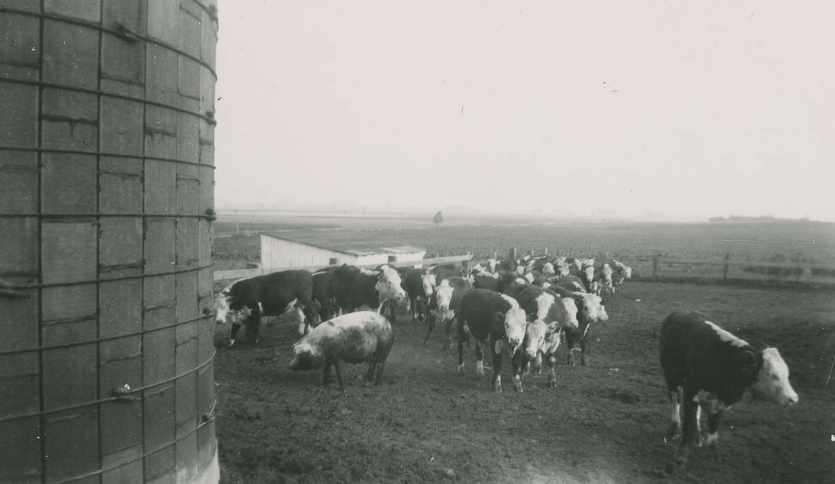 Iowa History, Iowa, cow, pigs, Animals, La Porte City, IA, Rampton, Angela, Farms, history of Iowa