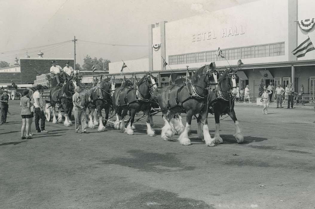 history, horse drawn wagon, Photos, cattle congress, Black Hawk, IA, ia, Animals, Fairs and Festivals, historic, United States, Grout Museum of History and Science, Waterloo, Iowa, horses, national cattle congress