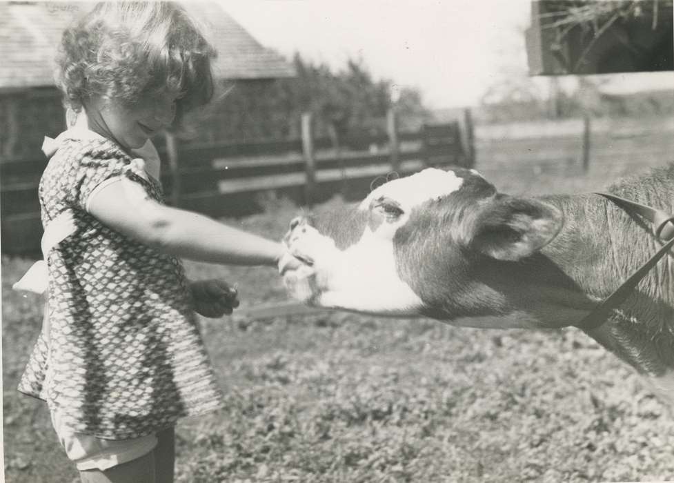 national cattle congress, Animals, cattle congress, calf, Photos, history, ia, IA, historic, Black Hawk, Iowa, Children, Waterloo, Fairs and Festivals, Grout Museum of History and Science, United States, girl