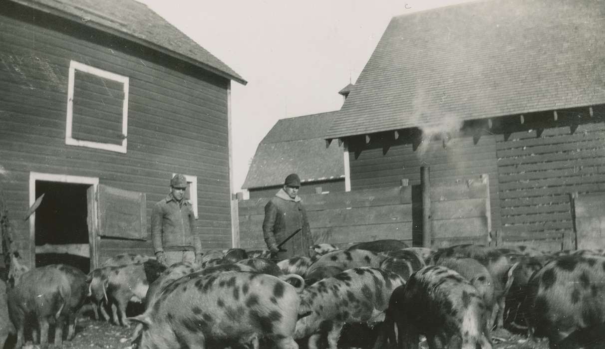 Animals, Farms, Merrill, IA, pigs, Iowa History, Iowa, history of Iowa, Berger, Cathy