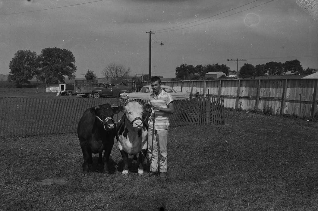 Portraits - Individual, cows, Iowa, stripes, IA, United States, Photos, historic, Coon Rapids, Fairs and Festivals, boy, history, Animals, ia, Coon Rapids Enterprise, cars