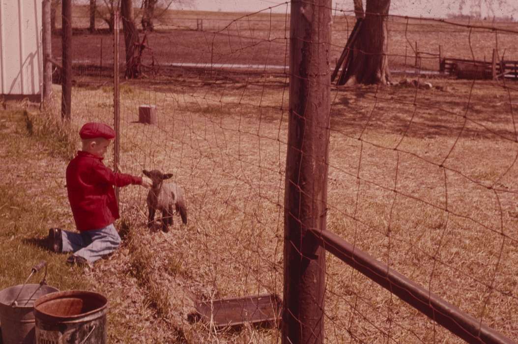 Farms, Children, Conklin, Beverly, Iowa History, Waverly, IA, Animals, Iowa, history of Iowa, lamb, fence