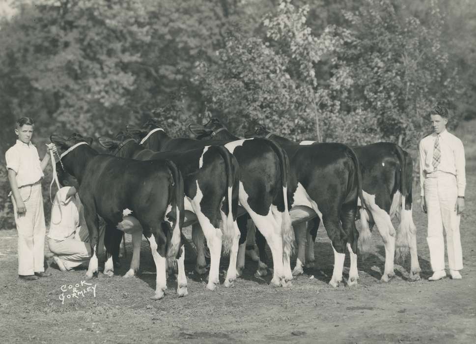 history, holstein cow, Photos, cattle congress, Black Hawk, IA, cow, holstein, Animals, ia, historic, United States, Grout Museum of History and Science, Waterloo, Iowa, national cattle congress
