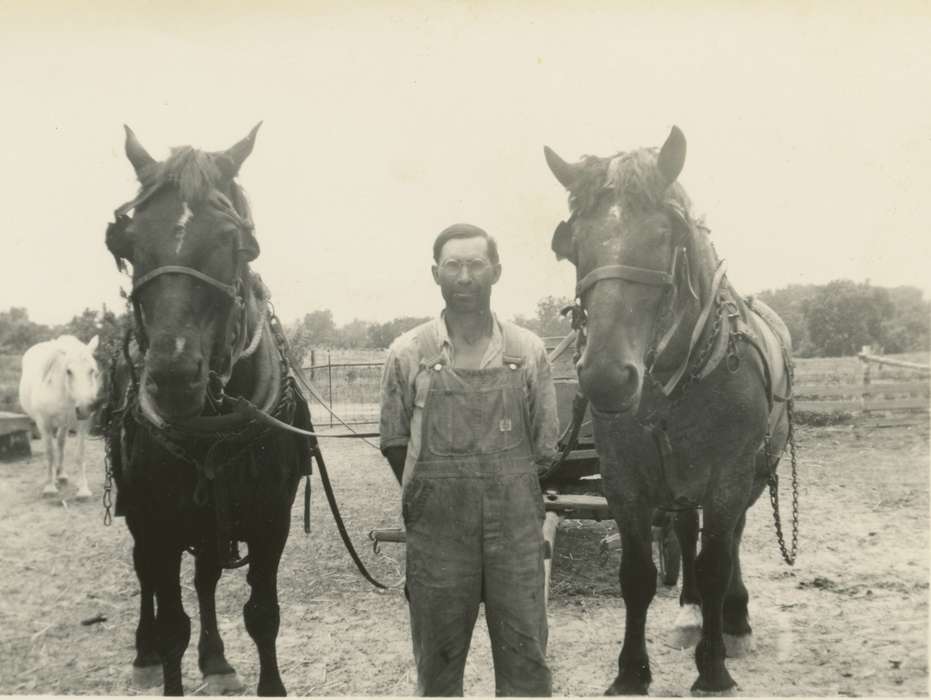 wagon, horses, Animals, Portraits - Individual, Iowa, Iowa History, history of Iowa, Smith, Diane, Eddyville, IA