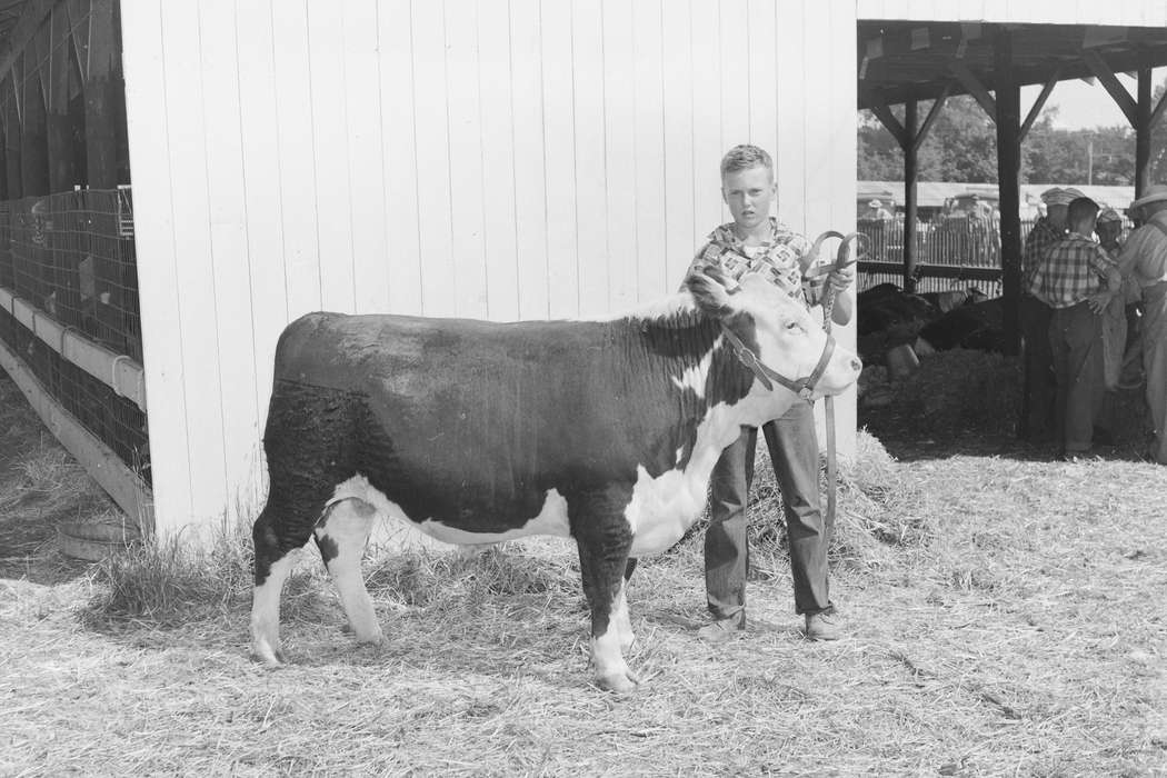 United States, history, ia, Photos, bull, Coon Rapids Enterprise, Animals, historic, Iowa, IA, Coon Rapids