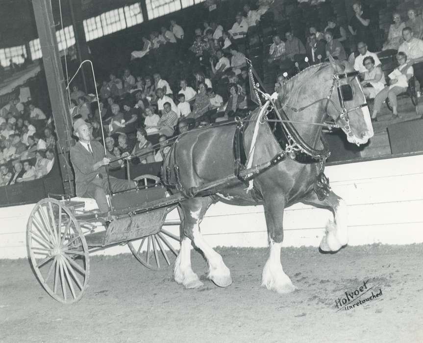 history, sulky, horse, Photos, cattle congress, Black Hawk, IA, ia, Animals, Fairs and Festivals, historic, United States, Grout Museum of History and Science, Waterloo, Iowa, clydesdale, national cattle congress