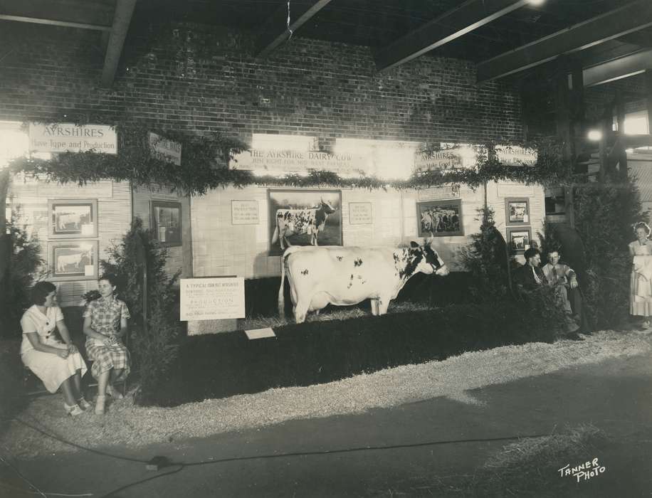 cattle congress, Photos, ia, national cattle congress, ayrshire, history, Iowa, ayrshire cow, cow, Grout Museum of History and Science, historic