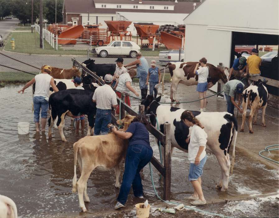 cows, 4-h, Iowa History, Waverly, IA, Iowa, Waverly Public Library, Fairs and Festivals, cars, history of Iowa, county fair, Animals, Motorized Vehicles