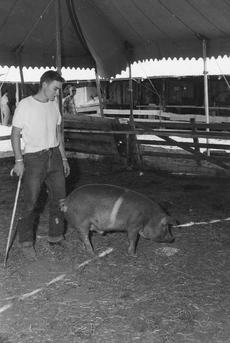United States, history, pig, ia, Photos, Coon Rapids Enterprise, Animals, historic, Iowa, IA, Coon Rapids