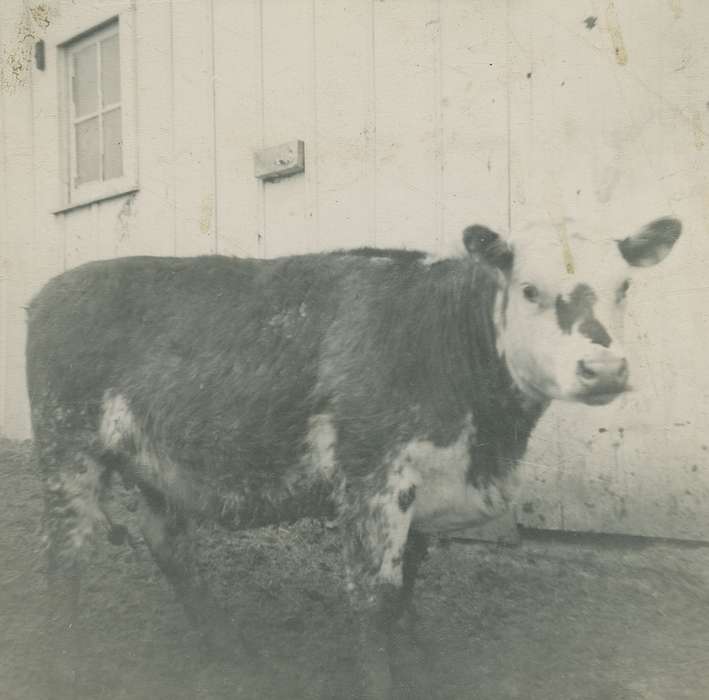 Iowa History, Fink-Bowman, Janna, Iowa, cow, IA, Animals, Farms, history of Iowa