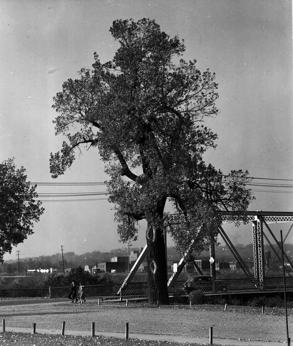 Cities and Towns, Lakes, Rivers, and Streams, Lemberger, LeAnn, Iowa History, history of Iowa, tree, Ottumwa, IA, Iowa