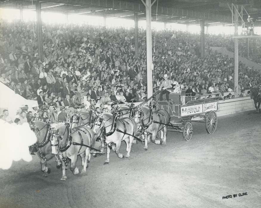 horse team, history, horse, Photos, cattle congress, Black Hawk, IA, ia, Animals, Fairs and Festivals, historic, crowd, United States, Grout Museum of History and Science, Waterloo, Iowa, national cattle congress