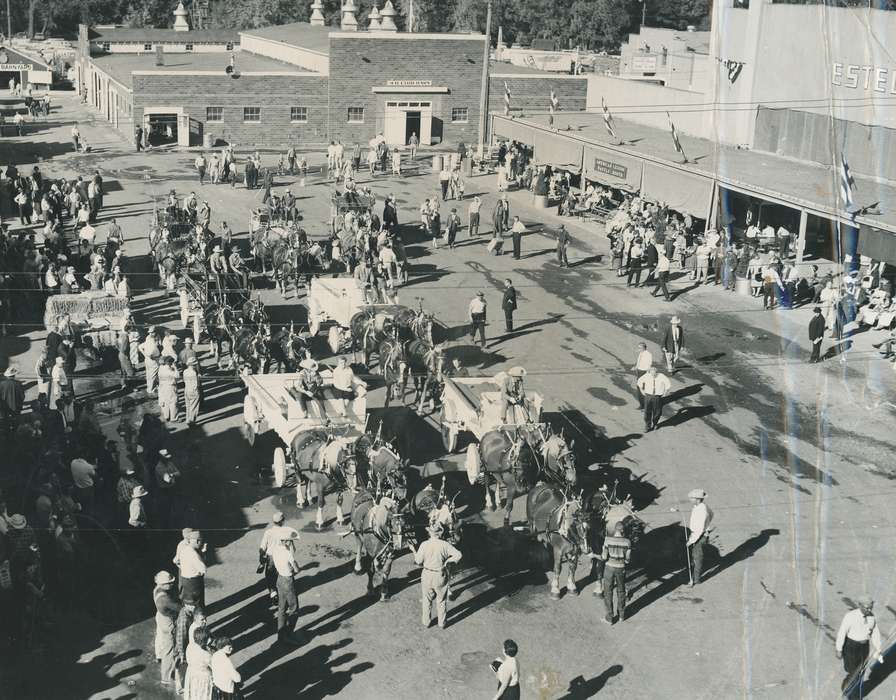 horse, Cities and Towns, Black Hawk, horse team, Fairs and Festivals, Photos, ia, cattle congress, historic, history, Grout Museum of History and Science, United States, Iowa, Waterloo, IA, Animals, national cattle congress