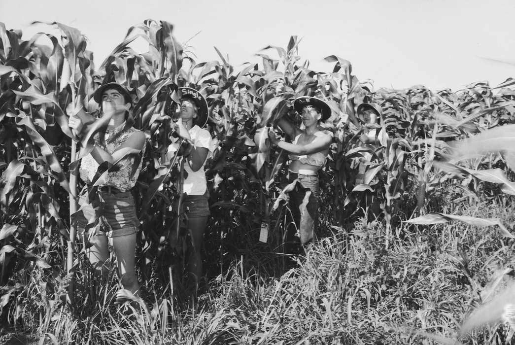 Iowa, IA, United States, Photos, detassling, Labor and Occupations, historic, Coon Rapids, Farms, history, ia, Coon Rapids Enterprise, corn