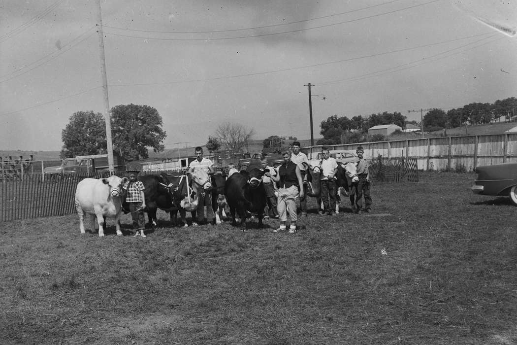 Portraits - Group, cows, large group picture, Iowa, IA, United States, Photos, historic, Coon Rapids, Fairs and Festivals, girls, history, Animals, boys, Coon Rapids Enterprise, ia, Children