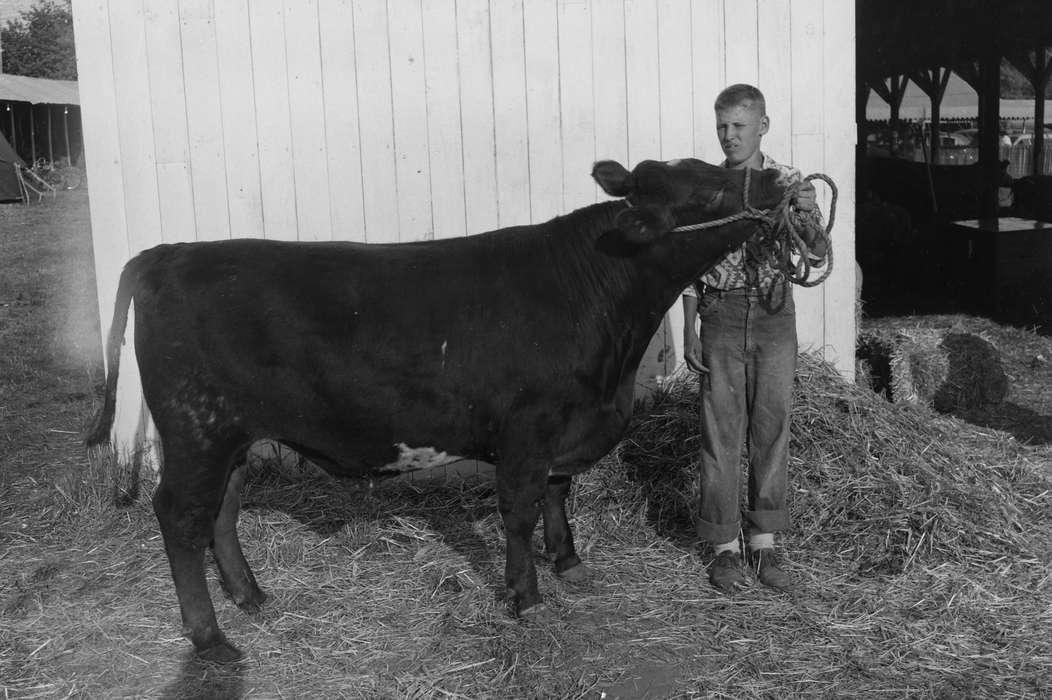 United States, history, ia, Photos, bull, Coon Rapids Enterprise, Animals, historic, Iowa, IA, Coon Rapids
