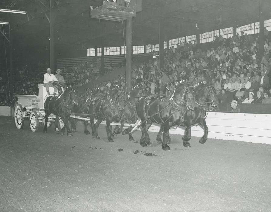 horse team, history, horse, Photos, cattle congress, Black Hawk, IA, ia, Animals, Fairs and Festivals, historic, United States, Grout Museum of History and Science, Waterloo, Iowa, national cattle congress