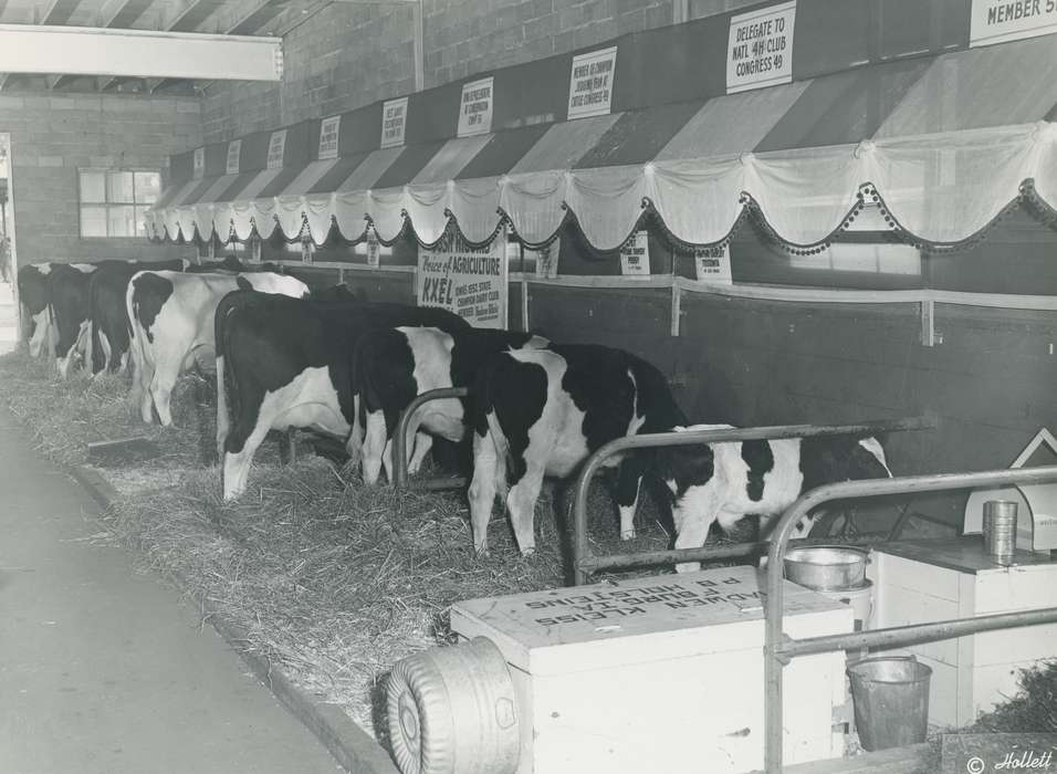 Barns, Black Hawk, Fairs and Festivals, Photos, ia, cattle congress, historic, history, holstein, Grout Museum of History and Science, holstein cow, United States, Iowa, Waterloo, IA, Animals, national cattle congress